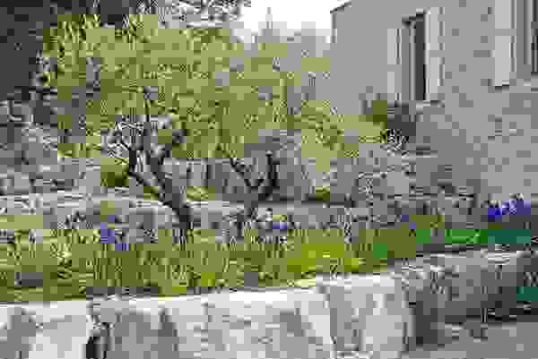 Olivenbaum vor dem Haus