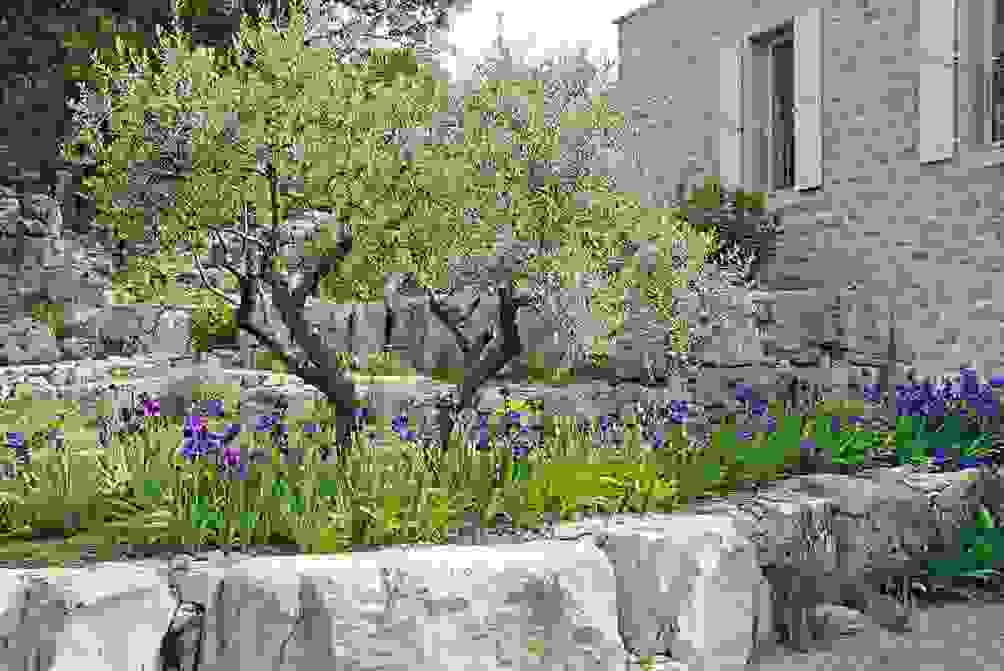 Olivenbaum vor dem Haus