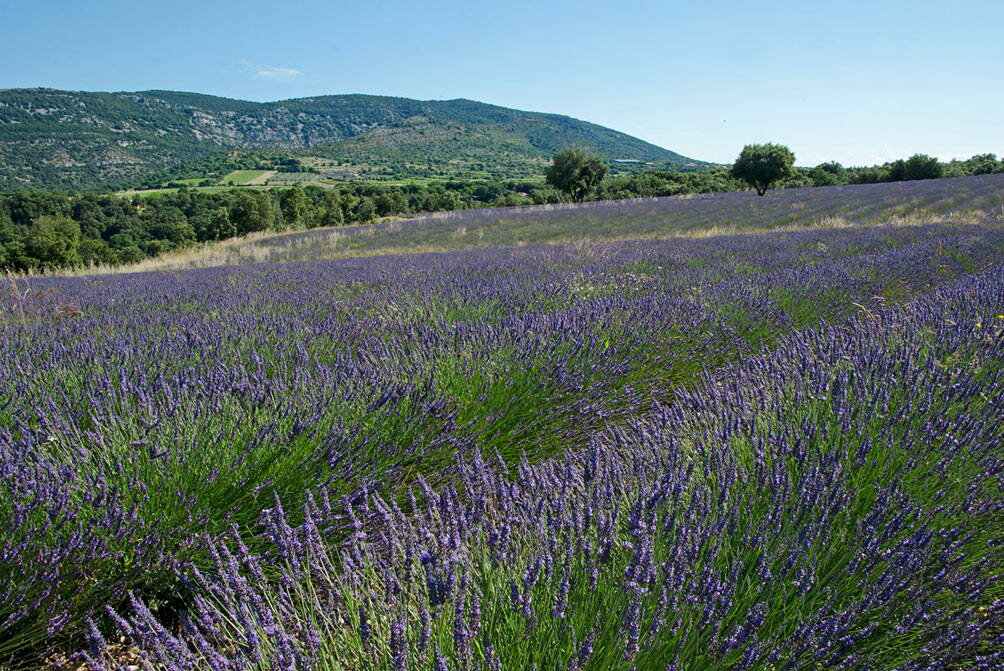 Lavendelfelder bei Saint Remèze