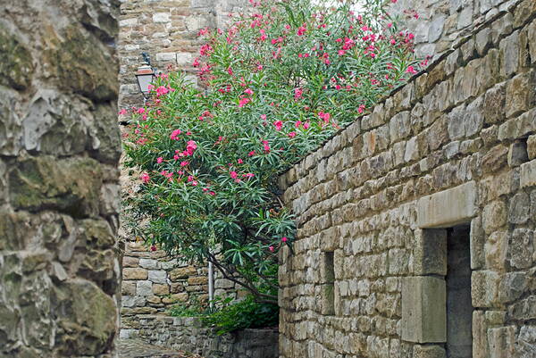 u_plateau_dsc_4522_w.jpg Oleander in Linsolas