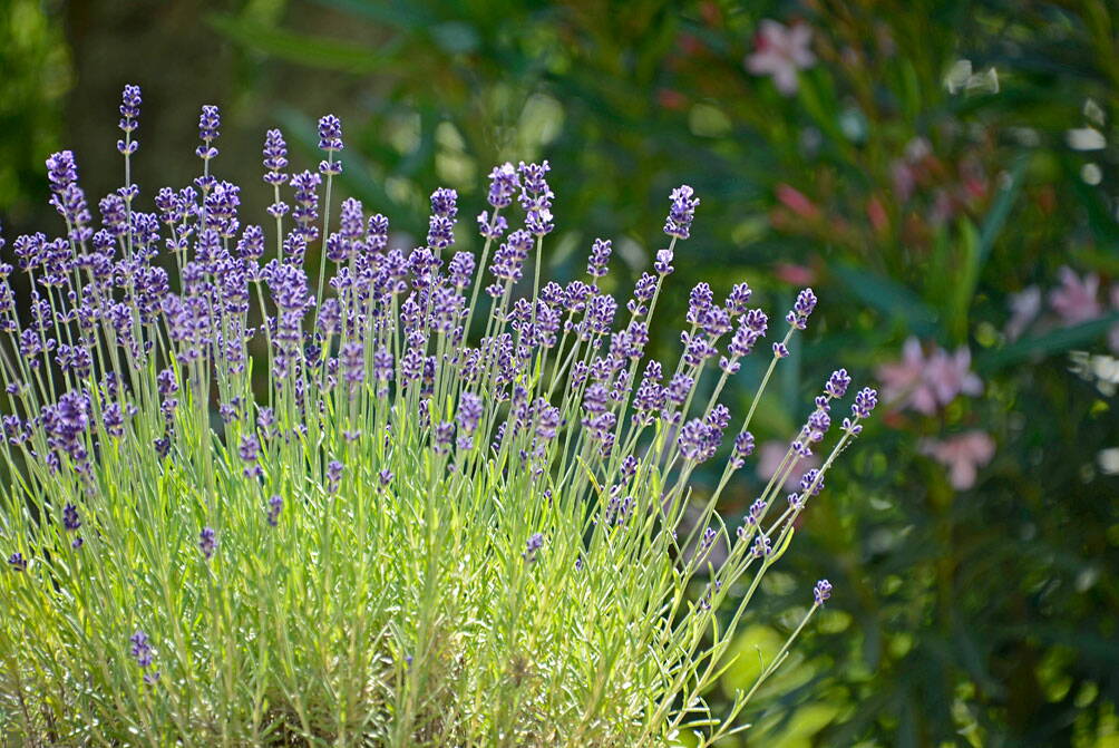 u_natur_lavendel__dsc6968_w.jpg