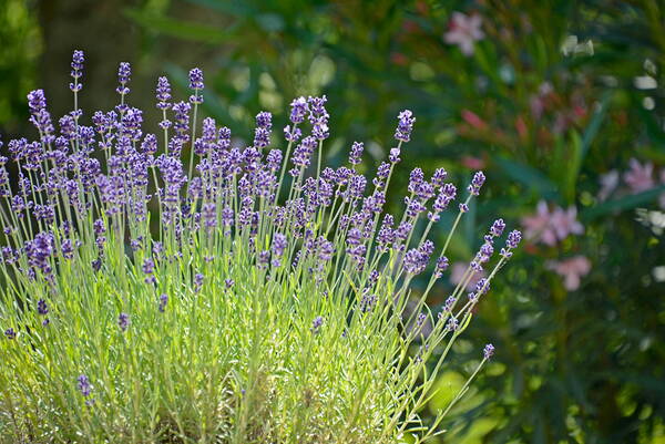 u_natur_lavendel__dsc6968_w.jpg u_natur_lavendel__dsc6968_w.jpg