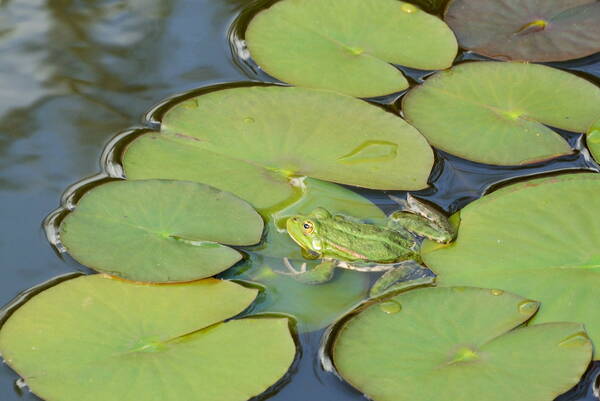 u_teich_dsc6612_w.jpg u_teich_dsc6612_w.jpg