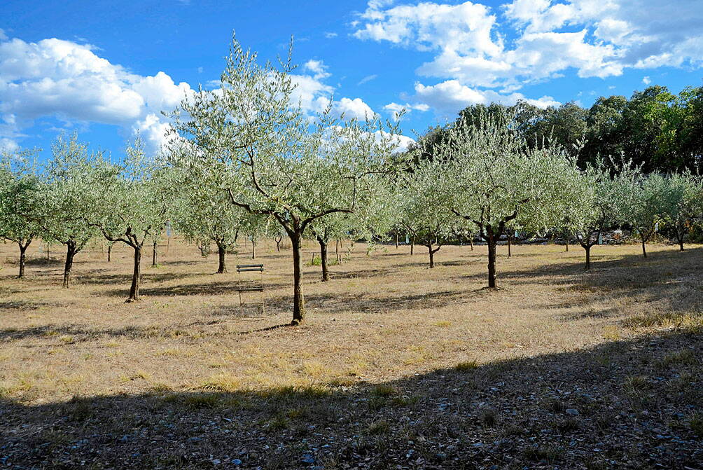 u_olivenhain_dsc7132_w.jpg In unserem Olivenhain