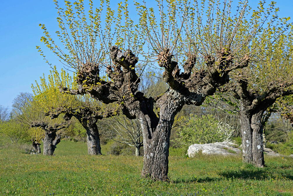 u_maulbeerbaum_dsc6303_w.jpg Alte Maulbeerbäume