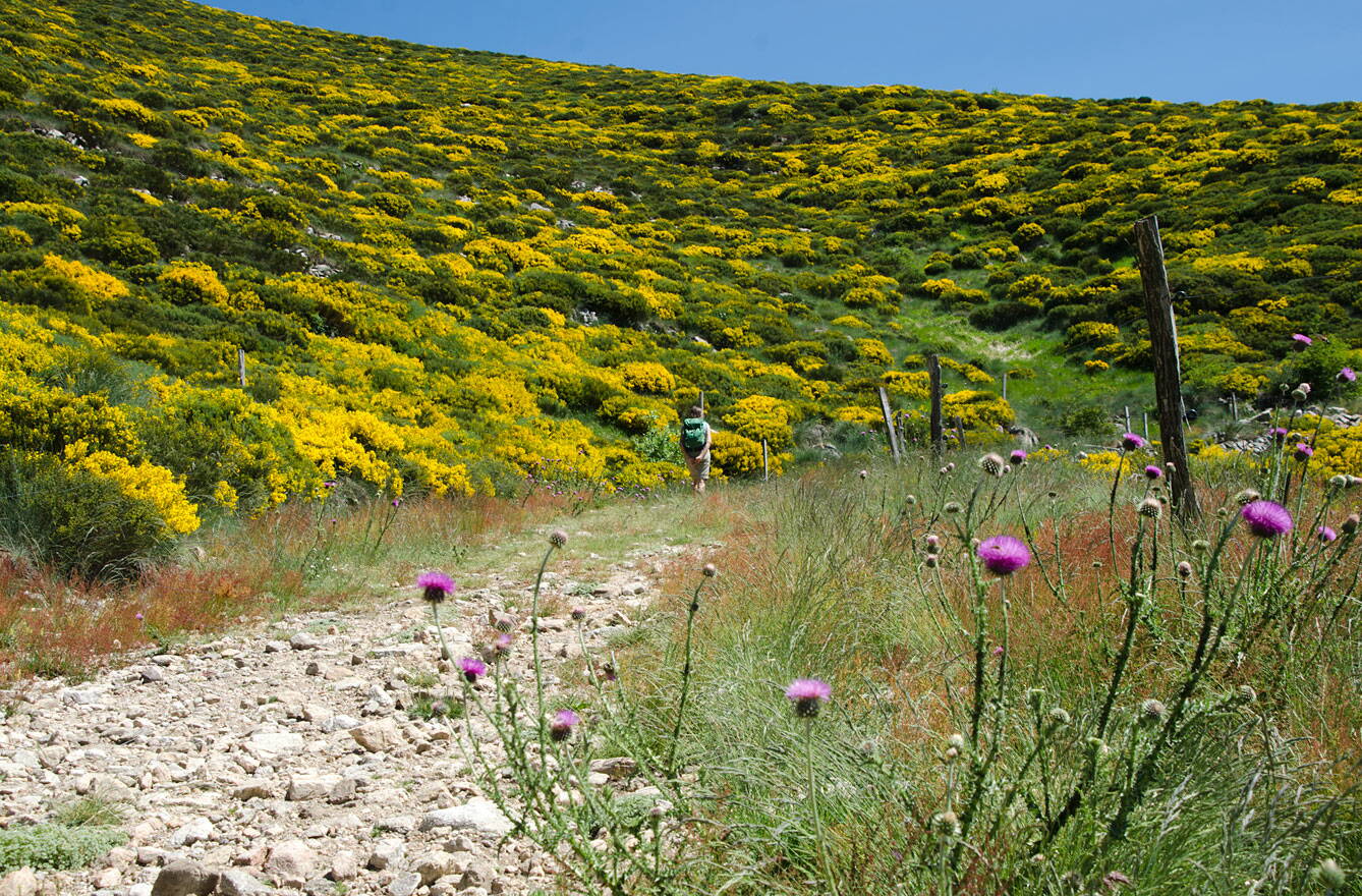 loubaresse_dsc8910_w.jpg Blühender Ginster bei Loubaresse