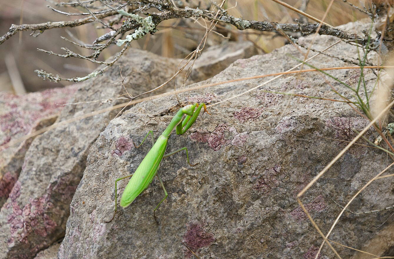 gottesanbeterin_dsc0163_w.jpg Gottesanbeterin