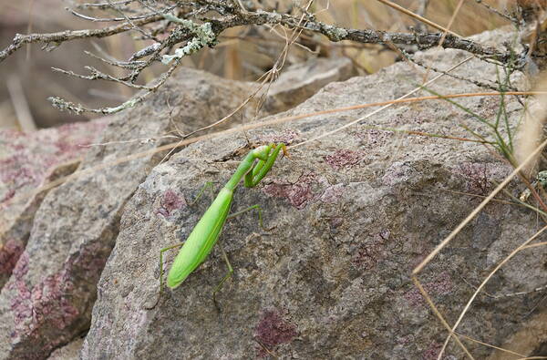 gottesanbeterin_dsc0163_w.jpg Gottesanbeterin