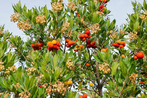 u_natur_arbusier_dsc_5524_w.jpg Arbusier mit reifen Früchten