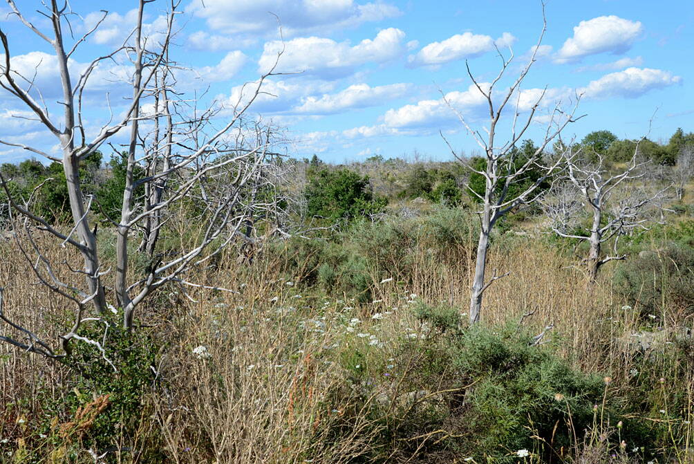 u_gras_2650_w.jpg Plateau des Gras bei Chapias